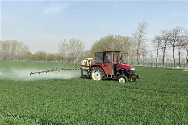 小麦的除草时间，2月下旬至3月中旬除草为佳