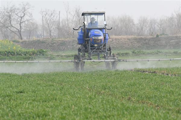 小麦的除草时间，2月下旬至3月中旬除草为佳