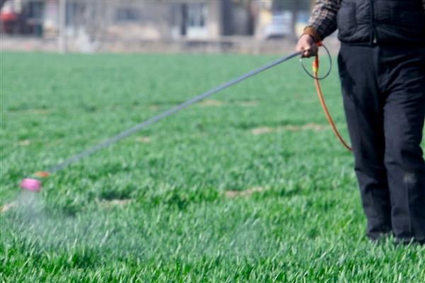 小麦的除草时间，2月下旬至3月中旬除草为佳