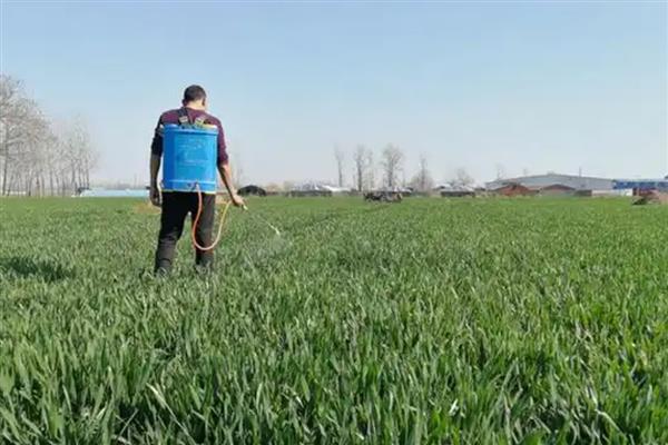 小麦的除草时间，2月下旬至3月中旬除草为佳