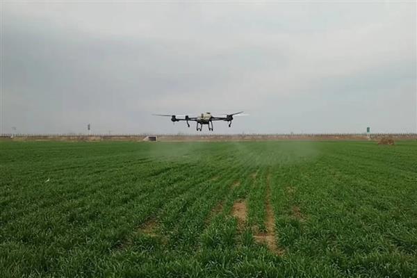 小麦的除草时间，2月下旬至3月中旬除草为佳