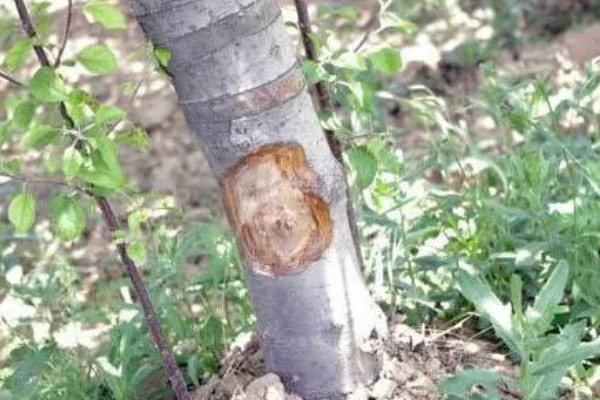 杨树的腐烂病的症状，发病初期病部呈暗灰色