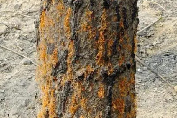 杨树的腐烂病的症状，发病初期病部呈暗灰色