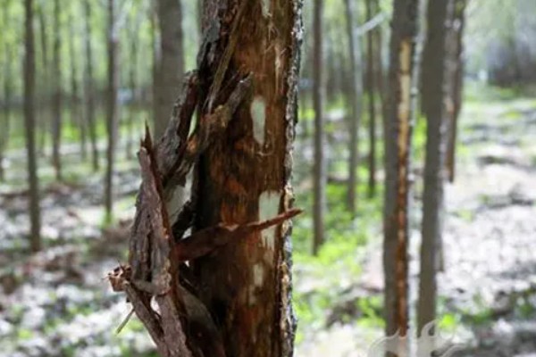杨树的腐烂病的症状，发病初期病部呈暗灰色