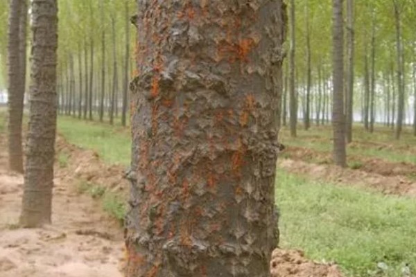 杨树的腐烂病的症状，发病初期病部呈暗灰色