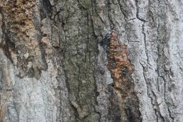 杨树的腐烂病的症状，发病初期病部呈暗灰色