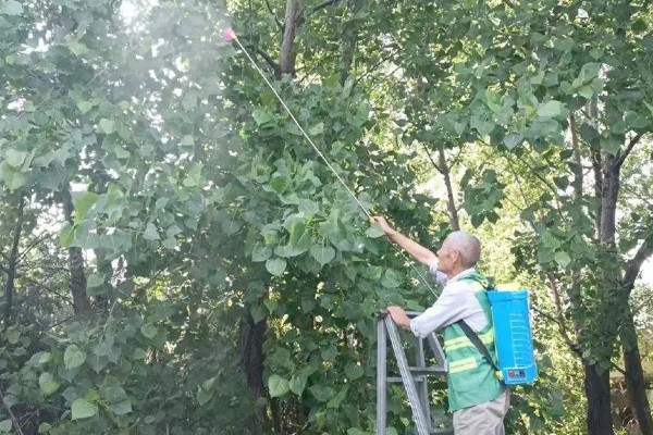 杨树的腐烂病的症状，发病初期病部呈暗灰色