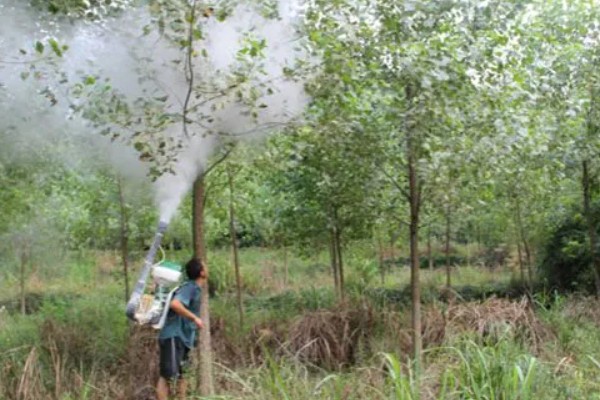 杨树的腐烂病的症状，发病初期病部呈暗灰色