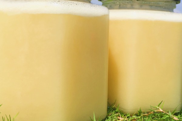 柃木什么时候流蜜，在10月至翌年2月