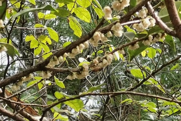 柃木什么时候流蜜，在10月至翌年2月