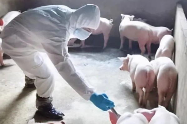 猪场ped的含义，是指猪流行性腹泻