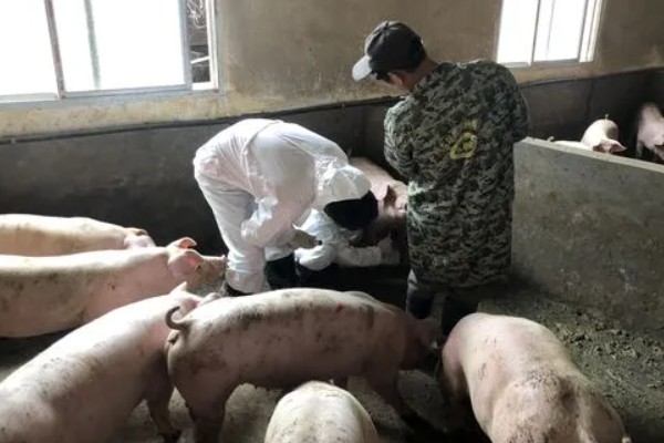 猪场ped的含义，是指猪流行性腹泻