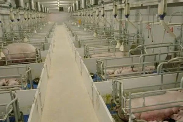 猪场ped的含义，是指猪流行性腹泻