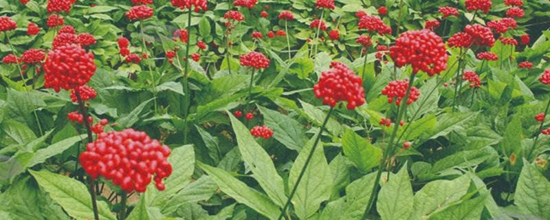 种植人参的方法，一年至少中耕除草3-4次