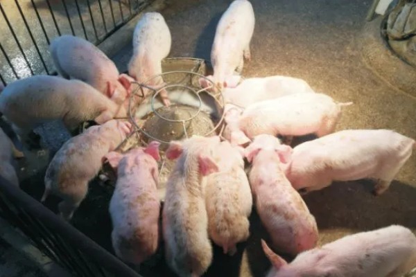 猪场ped的含义，是指猪流行性腹泻