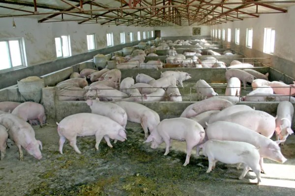 猪场ped的含义，是指猪流行性腹泻