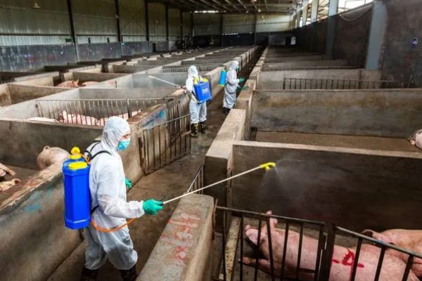 猪场ped的含义，是指猪流行性腹泻