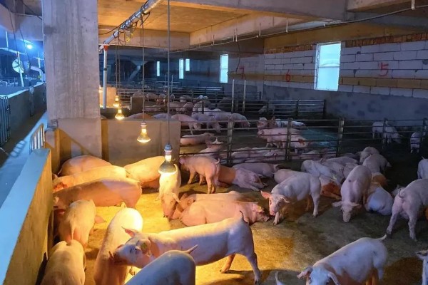 猪场ped的含义，是指猪流行性腹泻