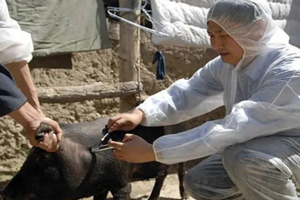 猪场ped的含义，是指猪流行性腹泻