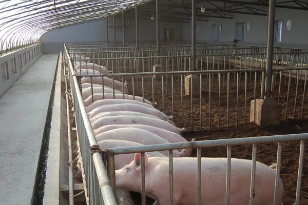 猪场ped的含义，是指猪流行性腹泻