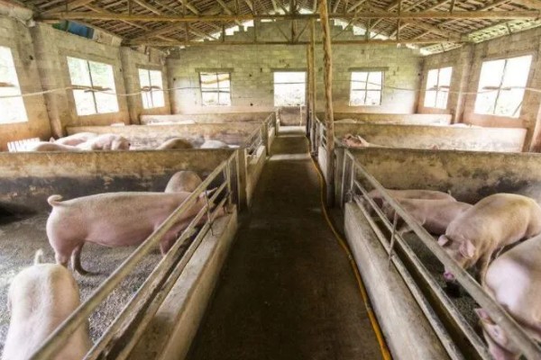 猪场ped的含义，是指猪流行性腹泻