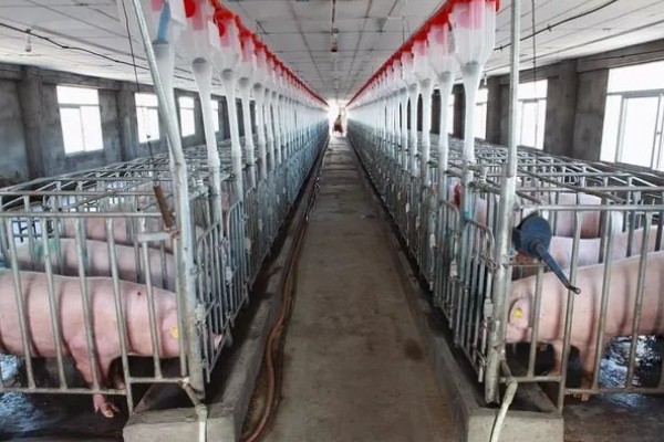 猪场ped的含义，是指猪流行性腹泻