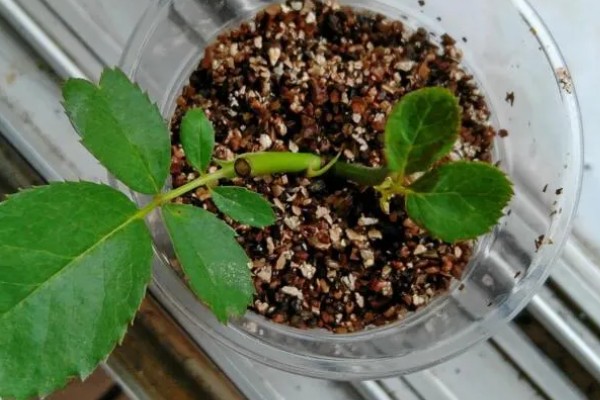 怎样扦插月季花，春季和秋季均可进行