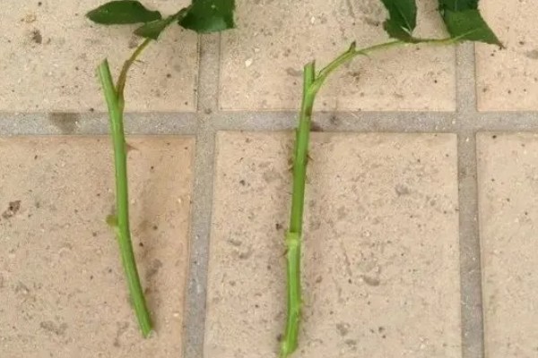 怎样扦插月季花，春季和秋季均可进行