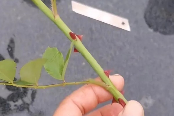 怎样扦插月季花，春季和秋季均可进行