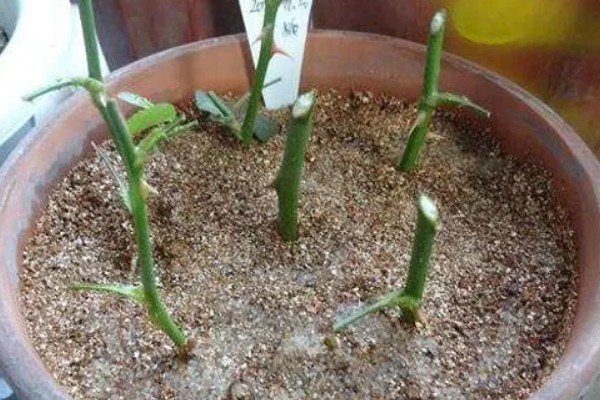 怎样扦插月季花，春季和秋季均可进行