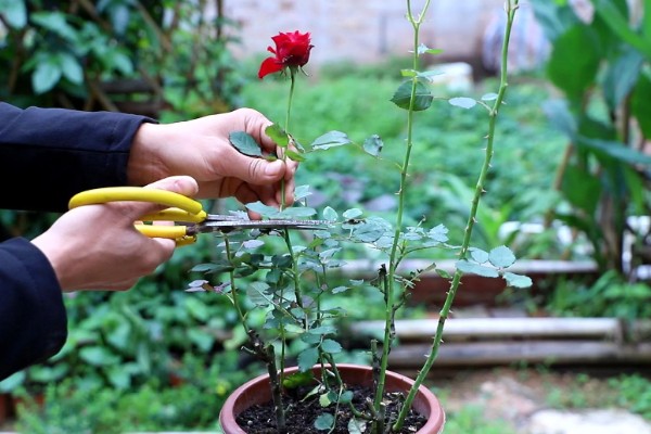 怎样扦插月季花，春季和秋季均可进行