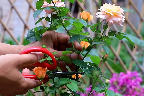 怎样扦插月季花，春季和秋季均可进行