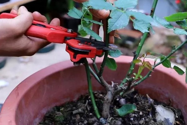 怎样扦插月季花，春季和秋季均可进行