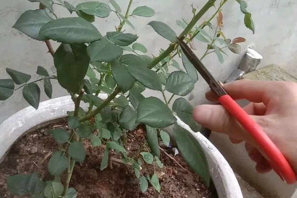 怎样扦插月季花，春季和秋季均可进行