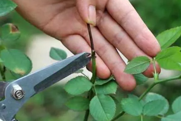 怎样扦插月季花，春季和秋季均可进行