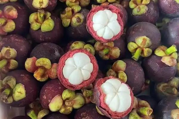 山竹是不是夏季水果,是夏季的水果