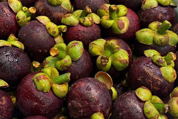 山竹是不是夏季水果,是夏季的水果