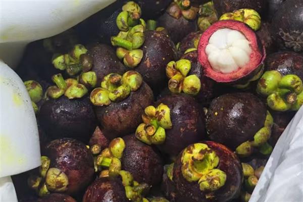 山竹是不是夏季水果,是夏季的水果