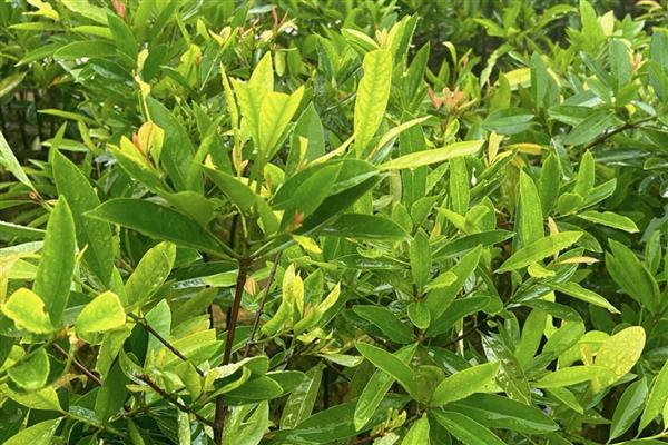 山竹是不是夏季水果,是夏季的水果