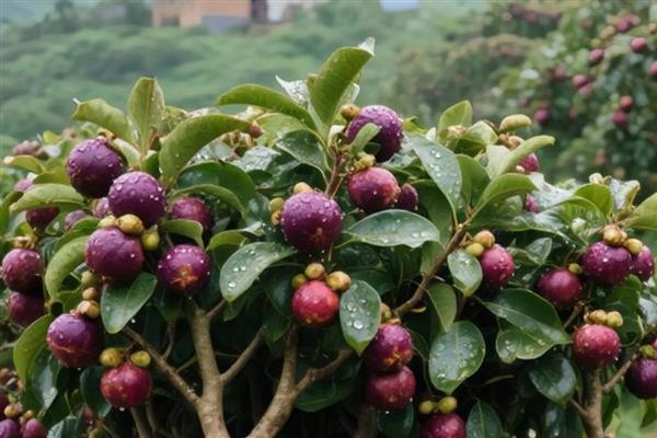 山竹是不是夏季水果,是夏季的水果