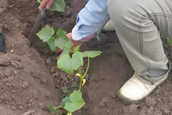 黄瓜地翌年能不能再次种植，重茬种植会引发土传病害导致减产或绝产