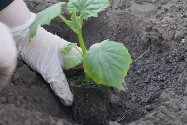 黄瓜地翌年能不能再次种植，重茬种植会引发土传病害导致减产或绝产
