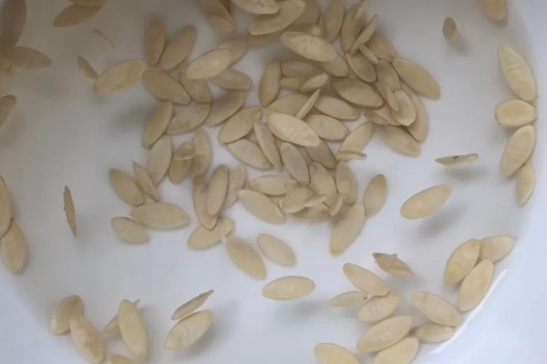 黄瓜地翌年能不能再次种植，重茬种植会引发土传病害导致减产或绝产