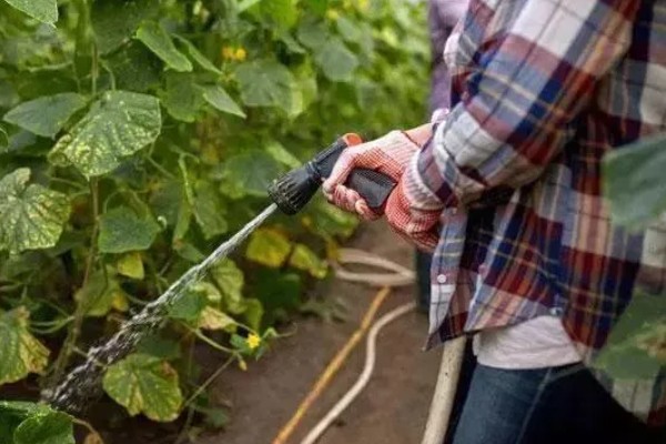 黄瓜地翌年能不能再次种植，重茬种植会引发土传病害导致减产或绝产