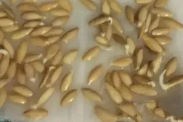 黄瓜地翌年能不能再次种植，重茬种植会引发土传病害导致减产或绝产