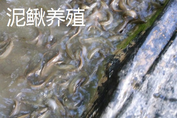 农村养什么东西不愁销路,泥鳅、肉鸽、山鸡均有很大的市场