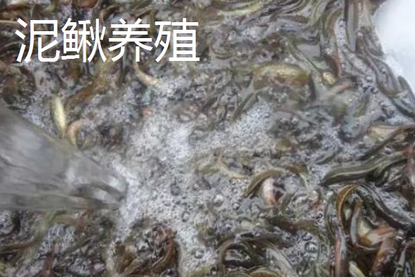 农村养什么东西不愁销路,泥鳅、肉鸽、山鸡均有很大的市场