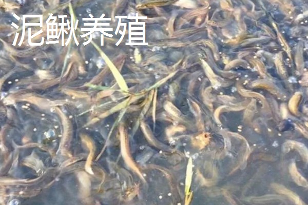 农村养什么东西不愁销路,泥鳅、肉鸽、山鸡均有很大的市场