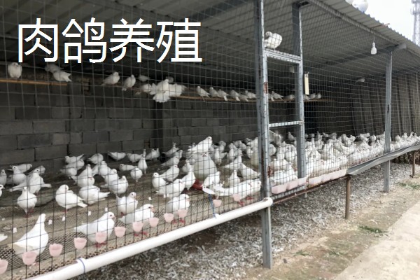 农村养什么东西不愁销路,泥鳅、肉鸽、山鸡均有很大的市场