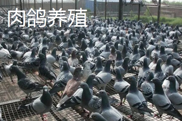 农村养什么东西不愁销路,泥鳅、肉鸽、山鸡均有很大的市场